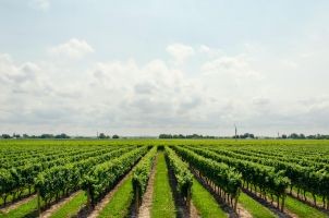 Le 5 etichette dei vini più amate dai nostri clienti