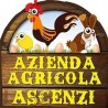 Ascenzi